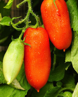 yellow accordion tomato seeds