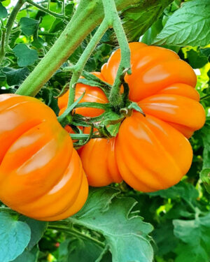 yellow accordion tomato seeds