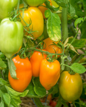 yellow accordion tomato seeds
