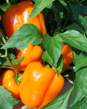 yellow accordion tomato seeds