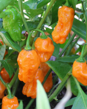 yellow accordion tomato seeds