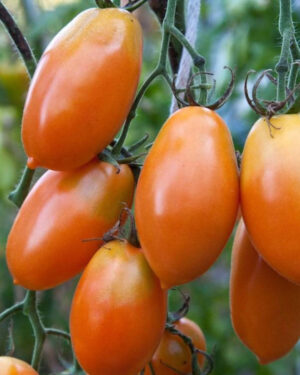 yellow accordion tomato seeds