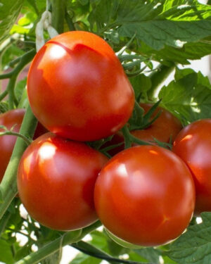 yellow accordion tomato seeds