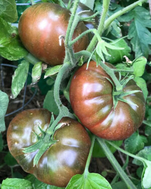 yellow accordion tomato seeds