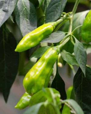 yellow accordion tomato seeds
