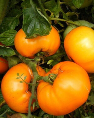 yellow accordion tomato seeds