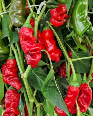 yellow accordion tomato seeds