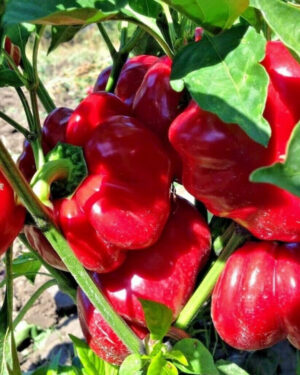 yellow accordion tomato seeds