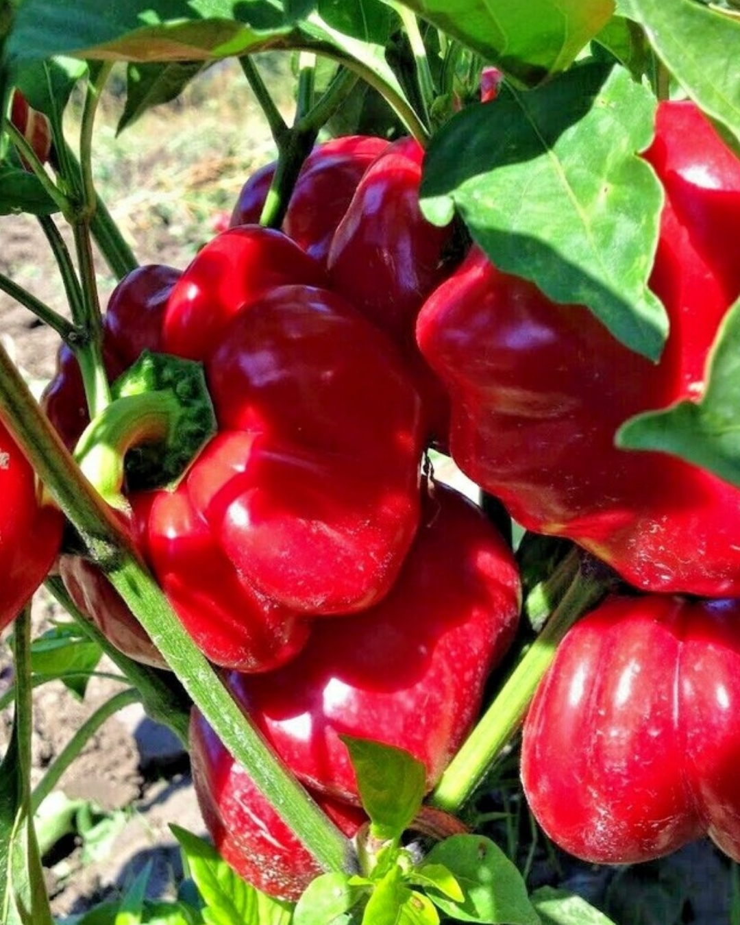 yellow accordion tomato seeds