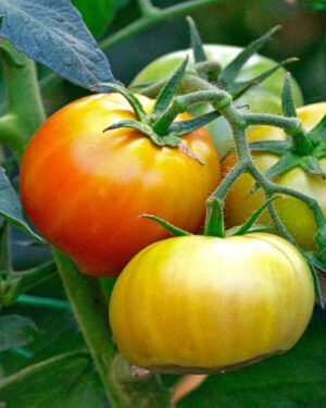 yellow accordion tomato seeds