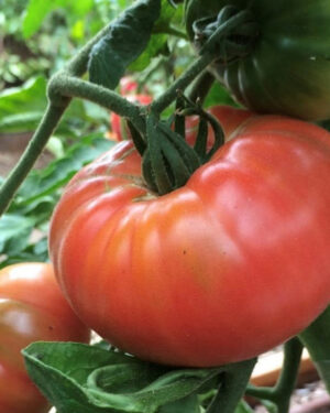 yellow accordion tomato seeds