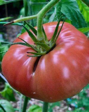yellow accordion tomato seeds