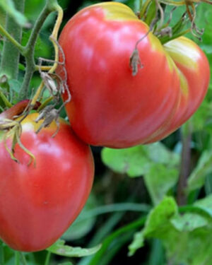 yellow accordion tomato seeds