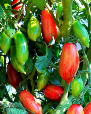 yellow accordion tomato seeds