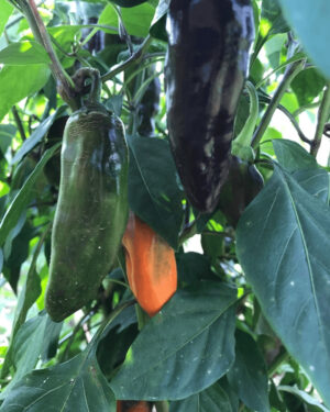 yellow accordion tomato seeds