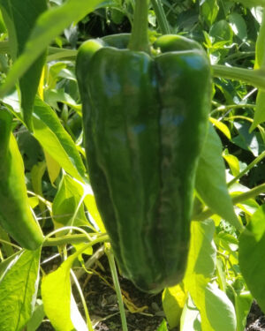 yellow accordion tomato seeds