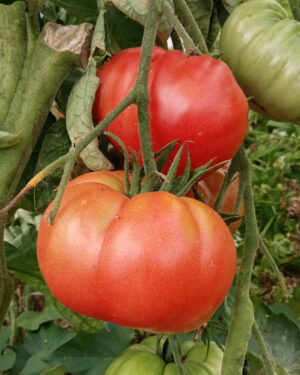 yellow accordion tomato seeds