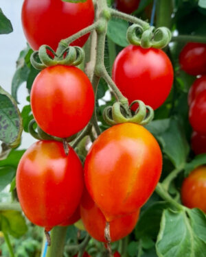 yellow accordion tomato seeds