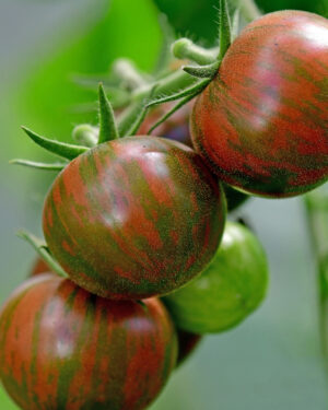 yellow accordion tomato seeds