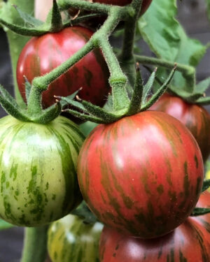 yellow accordion tomato seeds