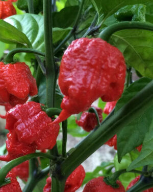 yellow accordion tomato seeds