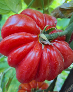 yellow accordion tomato seeds
