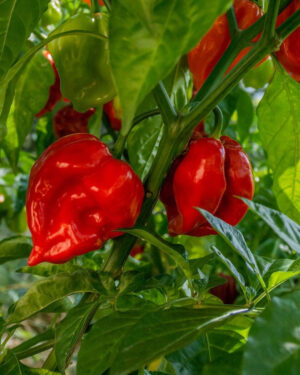 yellow accordion tomato seeds