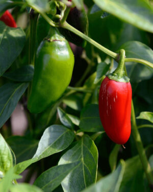 yellow accordion tomato seeds