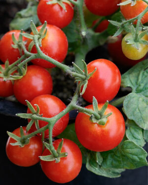yellow accordion tomato seeds