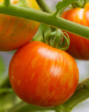 yellow accordion tomato seeds