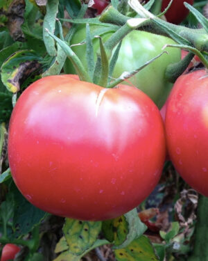 yellow accordion tomato seeds