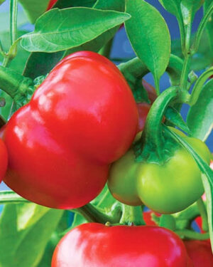 yellow accordion tomato seeds