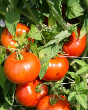 yellow accordion tomato seeds