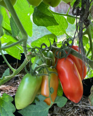 yellow accordion tomato seeds
