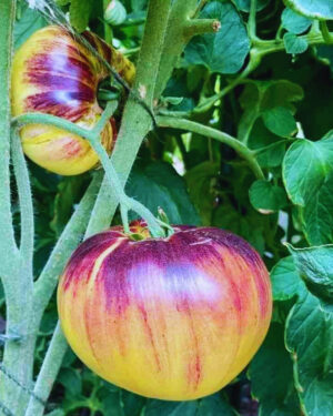 yellow accordion tomato seeds