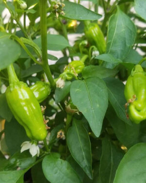 yellow accordion tomato seeds