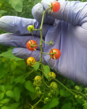 yellow accordion tomato seeds