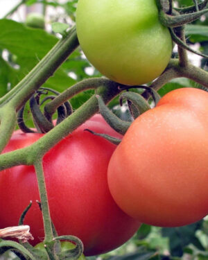 yellow accordion tomato seeds