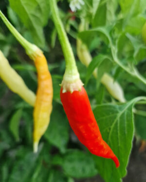 yellow accordion tomato seeds