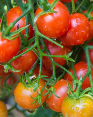 yellow accordion tomato seeds