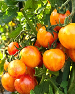yellow accordion tomato seeds