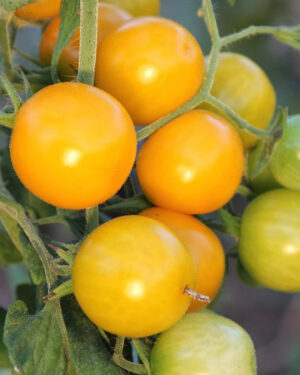 yellow accordion tomato seeds
