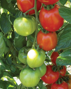 yellow accordion tomato seeds