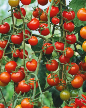 yellow accordion tomato seeds
