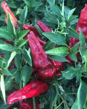 yellow accordion tomato seeds