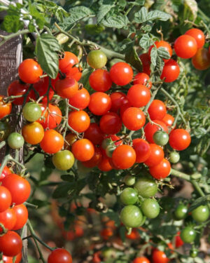 yellow accordion tomato seeds