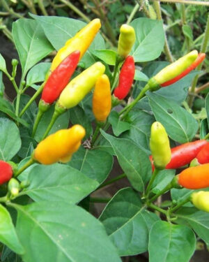 yellow accordion tomato seeds