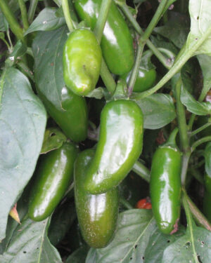 yellow accordion tomato seeds