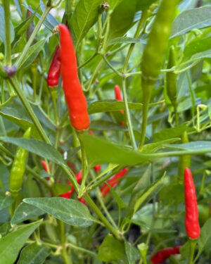 yellow accordion tomato seeds