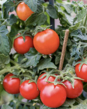 yellow accordion tomato seeds